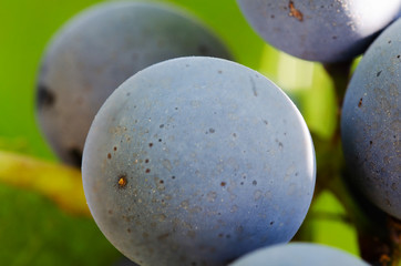 Closeup of a blue bunch of grapes of a red wine sort. Vineyard in autumn with the ripe grapes. The photo can be used as a wall decoration in sales rooms