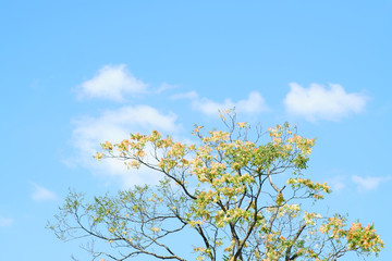 Das Blätterdach und die Baumkrone eines Essigbaums vor einem blauen Himmel...