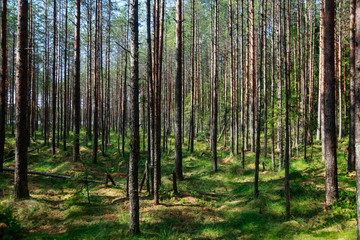 Tall thin pine trees in swampy woods