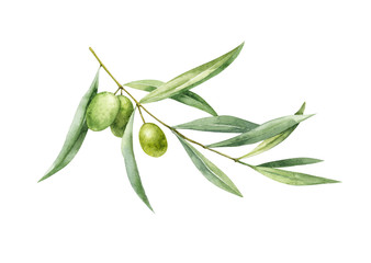 Watercolor illustration of a sprig of green olive. Figure. Botanical illustration.
