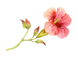 Watercolor illustration of a sprig of the flower of campsis.