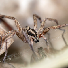 spider wolf in a native habitat