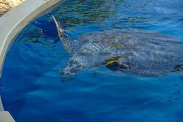 Sea turtle in a big water tank
