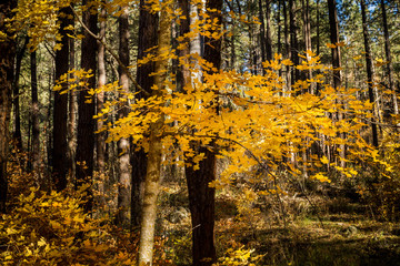 Yellow leaves glow in the autumn sun
