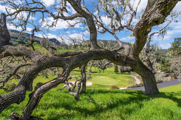 tree on the golf corse
