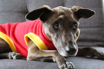  Lovely portrait of an old dog with red shirt