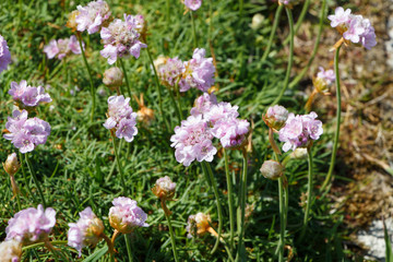 Pink sea thrift flowers near the coast in Brittany