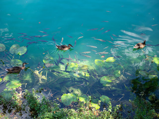 Wildlife living calmly together