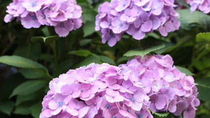 六月のアジサイ（紫陽花）