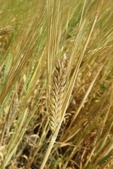 Ears of the wheat in the field, closeup