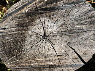 Pień drzewa © Micha