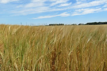 Golden wheat field and beautiful sky view, europe
