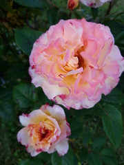 Strauchrose duftend in pink