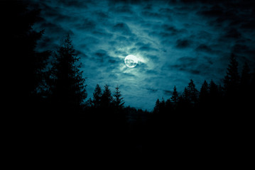 Night mysterious landscape in cold tones - silhouettes of forest trees under the full moon through...