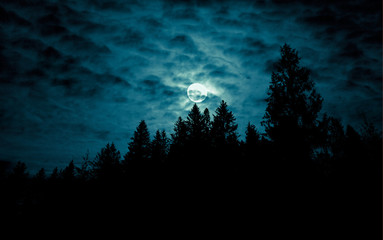 Night mysterious landscape in cold tones - silhouettes of forest trees under the full moon through the clouds on dramatic night sky.