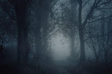 Mysterious pathway. Footpath in the dark, foggy, autumnal, mysterious forest.