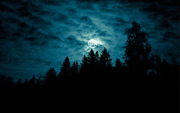Night mysterious landscape in cold tones - silhouettes of forest trees under the full moon through the clouds on dramatic night sky. © stone36