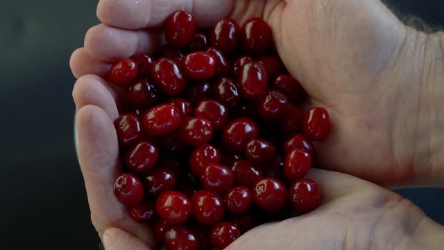 Hands full of fresh ripe European Cornel (Cornus mas) - (4K)
