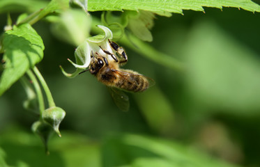 Working wild honey bee