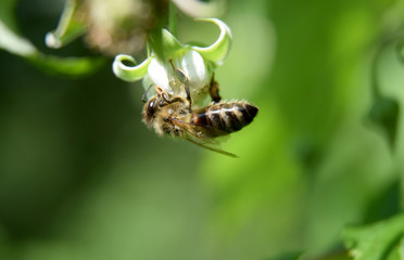 Working wild honey bee