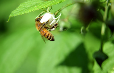 Working wild honey bee