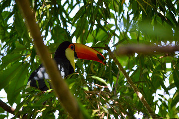 Toucan sits peacefully shaded under lush foliage