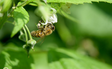 Working wild honey bee