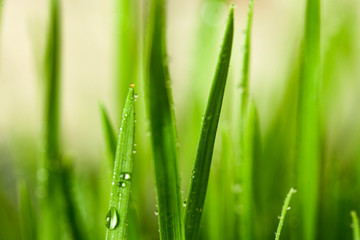 Fototapeta na wymiar Green grass with water drops