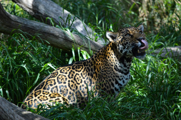 Fototapeta na wymiar Female leopard licks her lips and stares up into the foliage