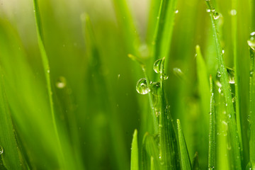 Fototapeta na wymiar Green grass with water drops