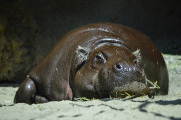 Pigmy Hippopotamus rests in the sun