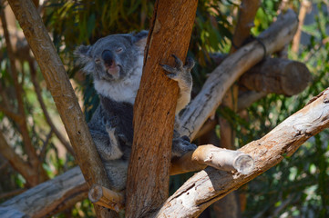 Adorable koala bear scratches itself while perched in a tree