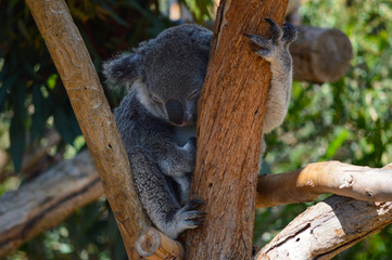 Koala naps in a ball perched in the crook of a tree
