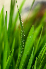 Green grass with water drops