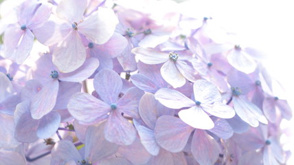 光を浴びる紫陽花 クローズアップ