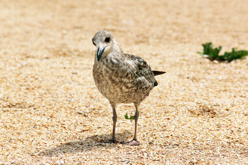 Larus argentatus. Silver gull on the seashore. Gull