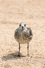 Larus argentatus. Silver gull on the seashore. Gull