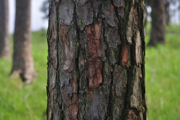 bark of a tree