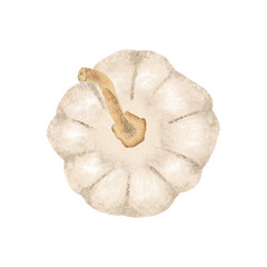 Stylish autumn hand drawn textured illustration of pumpkin for creating autumn crafts and halloween projects