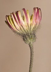 Pilosella argyrocoma precious composed of mountain with yellow and orange color with a lot of hair...
