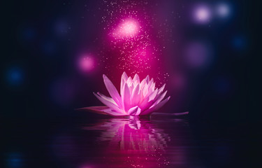 lotus reflection pink lighting purple background