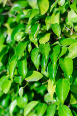Green foliage texture