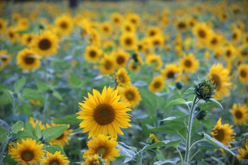 Sunflower field plenty of sunflowers