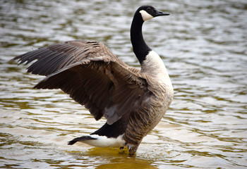 Goose in the water