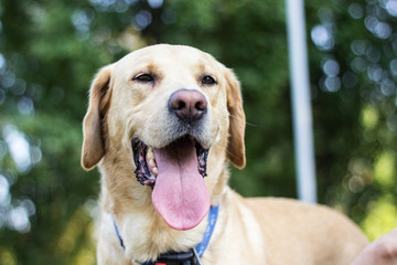 Smiling labrador dog in the city park 