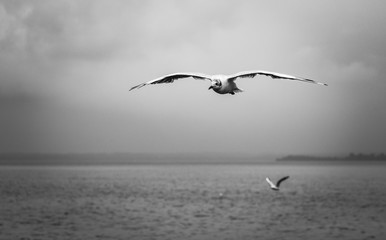 seagulls flying over sea