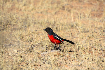 Crimson Breasted Shrike (Laniarius atrococcineus)