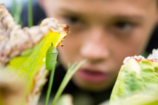 Selective focus of monarch butterfly chrysalis
