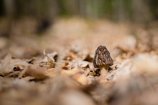 Selective focus of single morel mushroom amid dry leaves