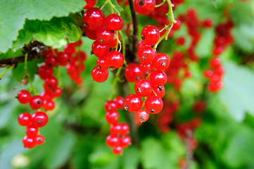 Red currant on a bush in the garden.